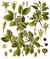 Purgier-Kreuzdorn - Rhamnus cathartica L.