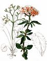 Three-Leaved Valerian - Valeriana tripteris L.