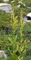 Grüner Germer - Veratrum lobelianum Bernh.