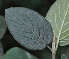 Viburnum lantana (Wolliger Schneeball) - Blattoberseite und -unterseite