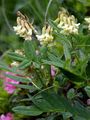Pallid Milk Vetch - Astragalus frigidus (L.) A. Gray