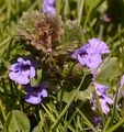 Ground-Ivy - Glechoma hederacea L.