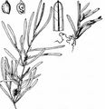 Blunt-Leaved Pondweed - Potamogeton obtusifolius Mert. & W. D. J. Koch