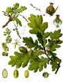 Pedunculate Oak - Quercus robur L.