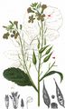 Garden Radish - Raphanus sativus L.