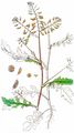 Marsh Yellow-Cress - Rorippa palustris (L.) Besser