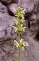 Yellow Betony - Stachys alopecuros (L.) Benth.