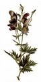 Variegated Monkshood - Aconitum variegatum L.