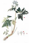 Behaarter Kälberkropf - Chaerophyllum hirsutum L. 
