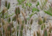 Sea Barley - Hordeum marinum Huds.