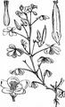 Procumbent Yellow-Sorrel - Oxalis corniculata L.