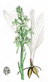 Lesser Butterfly-Orchid - Platanthera bifolia (L.) Rich.
