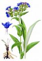 Blue Cowslip - Pulmonaria angustifolia L.