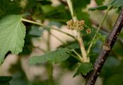 Currant - Ribes petraeum Wulfen