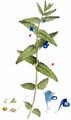 Skullcap - Scutellaria galericulata L.