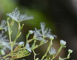 Three-Leaved Valerian - Valeriana tripteris L.