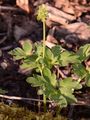 Moschatel - Adoxa moschatellina L.