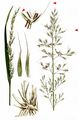 False Oat-Grass - Arrhenatherum elatius (L.) J. Presl & C. Presl