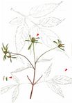 Schwarzfrüchtiger Zweizahn - Bidens frondosus L. 
