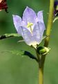 Nettle-Leaved Bellflower - Campanula trachelium L.