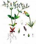 Sand-Hornkraut - Cerastium semidecandrum L. 