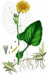Kriechende Gemswurz - Doronicum pardalianches L. 