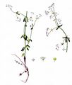 Common Marsh-Bedstraw - Galium palustre L.
