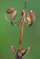 Bloody Crane's-Bill - Geranium sanguineum L.