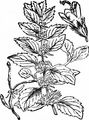 Corn Mint - Mentha arvensis L.