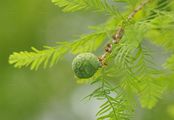 Urweltmammutbaum - Metasequoia glyptostroboides Hu & W. C. Cheng