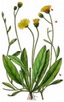 Ausläuferreiches Habichtskraut - Pilosella flagellaris (Willd.) Arv.-Touv. 