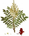 Gerber-Sumach - Rhus coriaria L. 