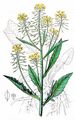 Great Yellow-Cress - Rorippa amphibia (L.) Besser