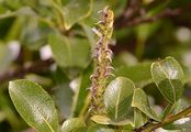 Alpine Willow - Salix glabra Scop.