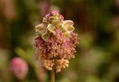 Small Burnet - Sanguisorba minor Scop.