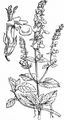 Wood Sage - Teucrium scorodonia L.