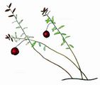 American Cranberry - Vaccinium macrocarpon Aiton