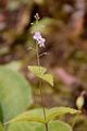 Nettle-Leaved Speedwell - Veronica urticifolia Jacq.