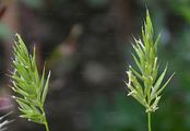 Annual Vernal-Grass - Anthoxanthum aristatum Boiss.