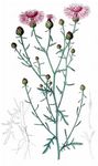 Gefleckte-Flockenblume - Centaurea stoebe L. 
