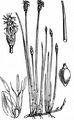 Common Spike-Rush - Eleocharis palustris (L.) R. Br.