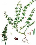 Dreihörniges Labkraut - Galium tricornutum Dandy 