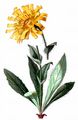 Shaggy Hawkweed - Hieracium villosum Jacq.