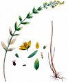 Behaartes Johanniskraut - Hypericum hirsutum L.