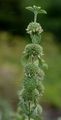 White Horehound - Marrubium vulgare L.