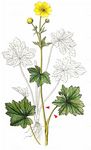 Wolliger Hahnenfuß - Ranunculus lanuginosus L. 