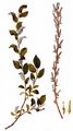 Bebb Willow - Salix starkeana Willd.