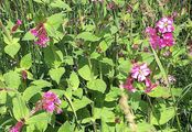 Red Campion - Silene dioica (L.) Clairv.