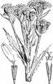 Moor-Greiskraut - Tephroseris palustris (L.) Rchb.
