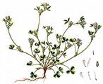 Knotted Clover - Trifolium striatum L.